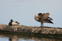 mallard and canadian goose 