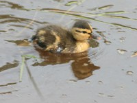 mallard duckling 