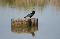 common raven 