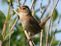 view--bewicks wren 