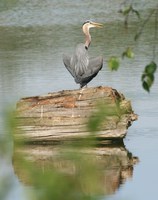 great blue heron 