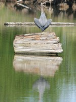 view--great blue heron 