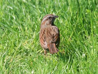 view--savannah sparrow 