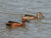 cinnamon teals 