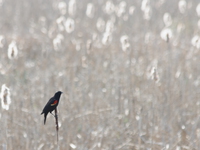 view--rufous-sided townhee 