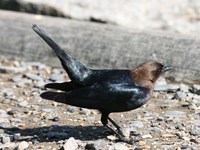 view--brown headed cowbird 