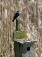 tree swallow 