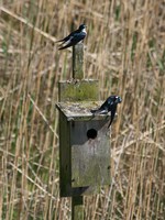 tree swallows 