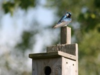 tree swallow 