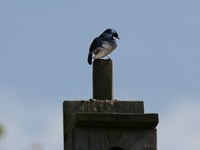 tree swallow 