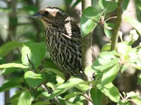savannah sparrow 