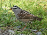 white-crowned sparrow 