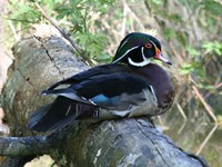 wood duck 