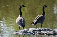 canadian geese 