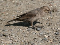 maybe a lincolns sparrow 