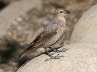 view--maybe a pine siskin 