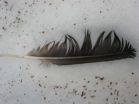 feather of an eagle 