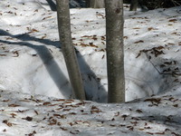 snow buried roots 