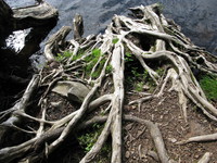 desperate roots 