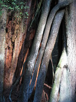 hideout in tree 