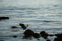 sea bird open wings 