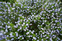 purple flowers 