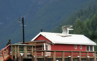 seagull and house 