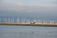 flying pigeon in english bay 