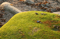 moss on rock 