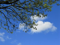20080419175841_blue_sky_and_cloud