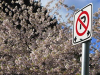 20080419180109_no_parking_in_front_of_cherry_blossom_tree