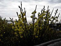 yellow bush flowers Abbotsford, British Columbia, Canada, North America