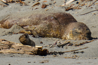 ambleside park elephant seal Vancouver,  British Columbia,  Canada, North America