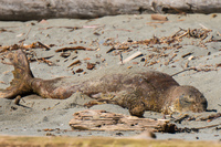 ambleside park elephant seal Vancouver,  British Columbia,  Canada, North America