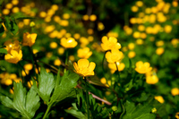 ambleside park flowers Vancouver,  British Columbia,  Canada, North America