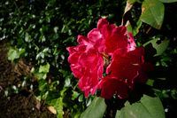 ambleside park flowers Vancouver,  British Columbia,  Canada, North America