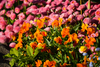 Stanley Park Flowers Vancouver,  British Columbia,  Canada, North America