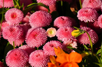 Stanley Park Flowers Vancouver,  British Columbia,  Canada, North America