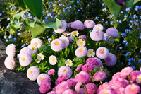 Stanley Park Flowers Vancouver,  British Columbia,  Canada, North America