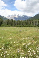 flower field in front of mount robson 