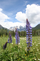 view--purple flowers in front of mount robson 