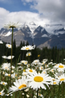 view--white flowers in front of mount robson 