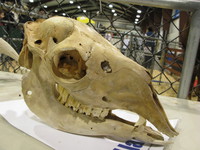 tradex pet show - skull 