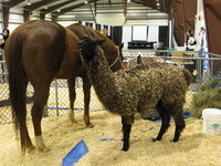lama and horse 