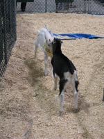 dueling baby goats 