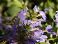 bee on purple flower 