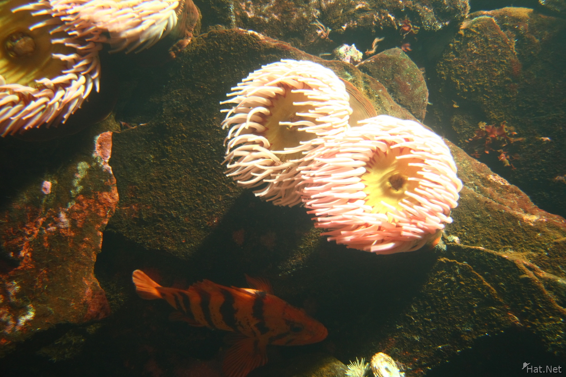 under sea marine life