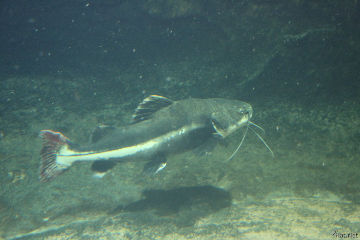 giant cat fish