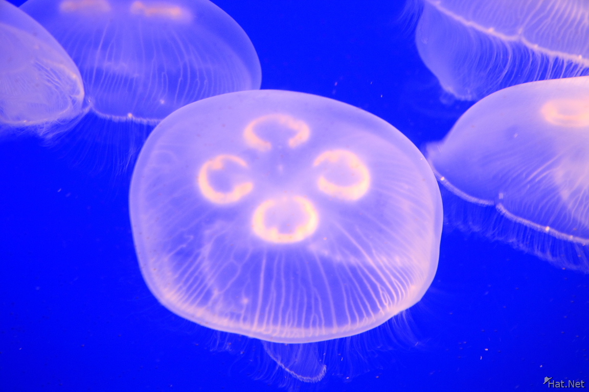 moon jelly adult