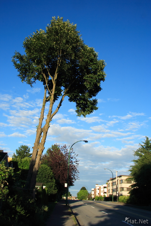 sky touching tree